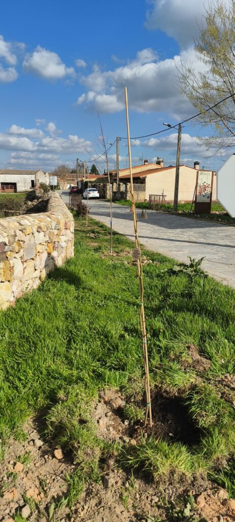 1-462x1024 La asociación cultural colaboró con la plantación de un liquidámbar ornamental