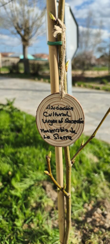 3-462x1024 La asociación cultural colaboró con la plantación de un liquidámbar ornamental